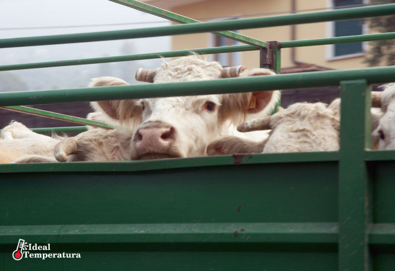 Como o manejo pré-abate interfere na qualidade da carne e no seu lucro?